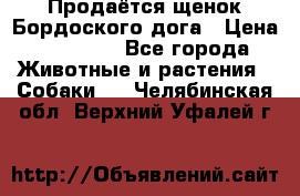 Продаётся щенок Бордоского дога › Цена ­ 37 000 - Все города Животные и растения » Собаки   . Челябинская обл.,Верхний Уфалей г.